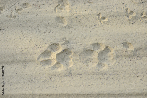 Tiger pug marks in the morning on a sandy road trail on a safari in Asia
