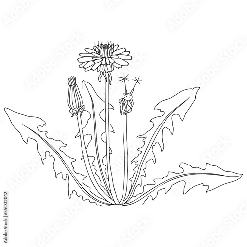 dandelion flower,Taraxacum officinale , vector drawing wild plant isolated at white background, floral design element , hand drawn botanical illustration