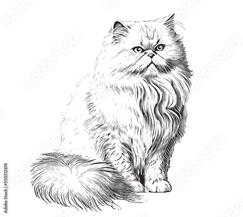Persian fluffy cat sketch hand drawn engraved style Vector illustration.