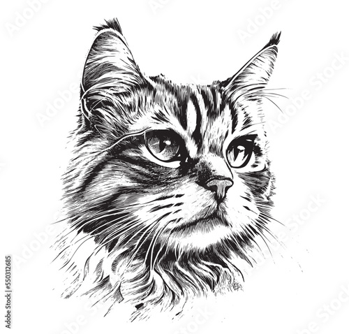 Portrait of a cat head sketch hand drawn engraved style Vector illustration.