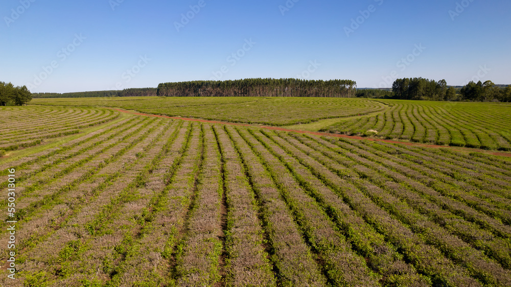 Aerial view of tea plantations in Argentina. Aerial view of tea plantations in Argentina.