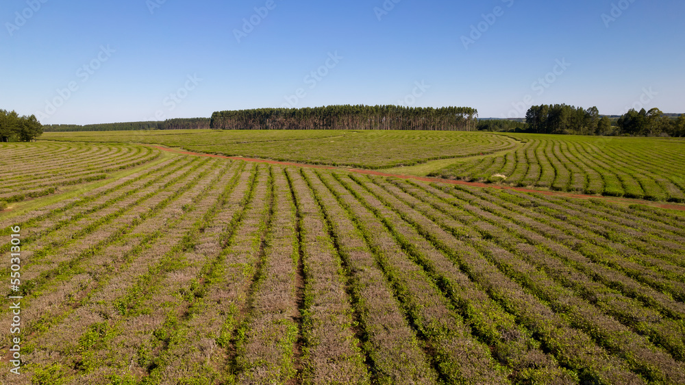 Aerial view of tea plantations in Argentina.