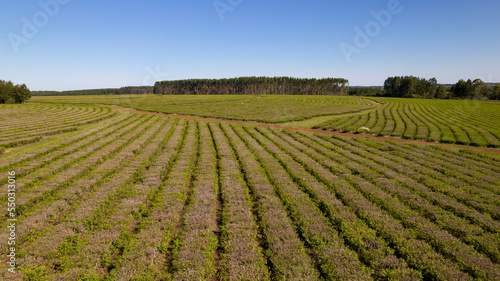 Aerial view of tea plantations in Argentina.