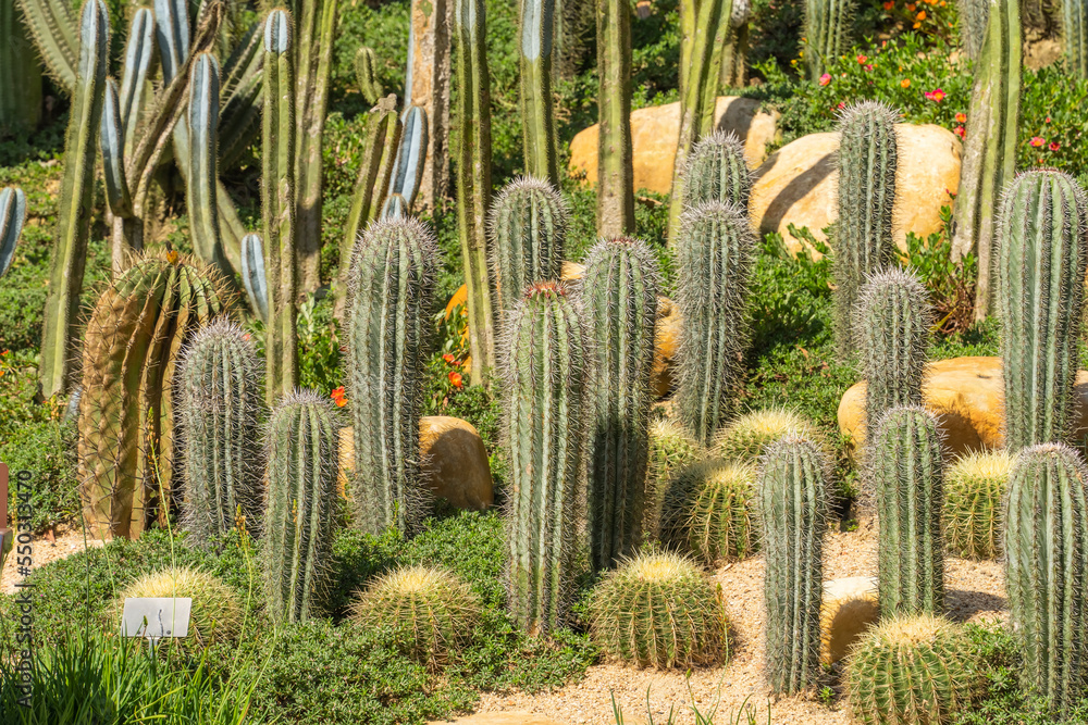 Natural background cactus close up in garden Natural background cactus close up in garden