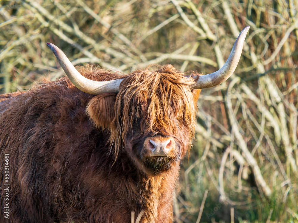 Close up of Highland Cattle Head