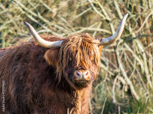 Close up of Highland Cattle Head
