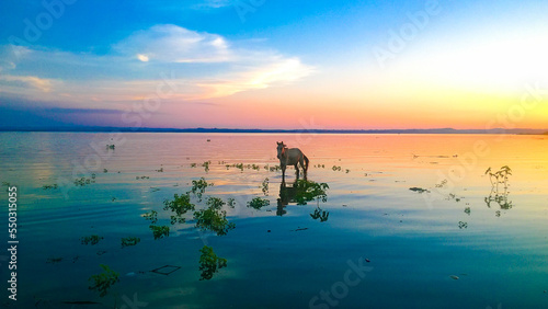 A horse in the middle of sunset © Abhishek