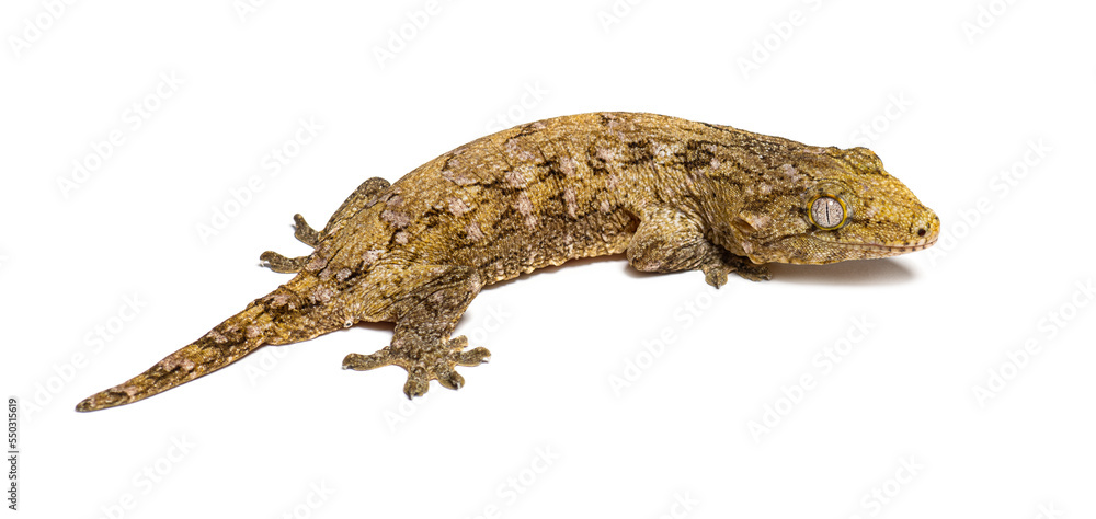 New Caledonia bumpy gecko back view, Rhacodactylus auriculatus New Caledonia bumpy gecko back view, Rhacodactylus auriculatus