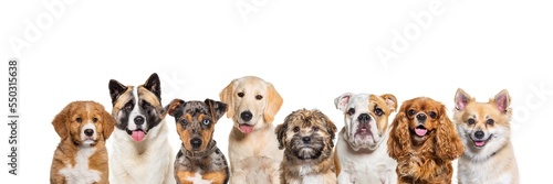 Foto Six months old red merle and odd-eyed puppy Jack russell terrier, isolated on wh
