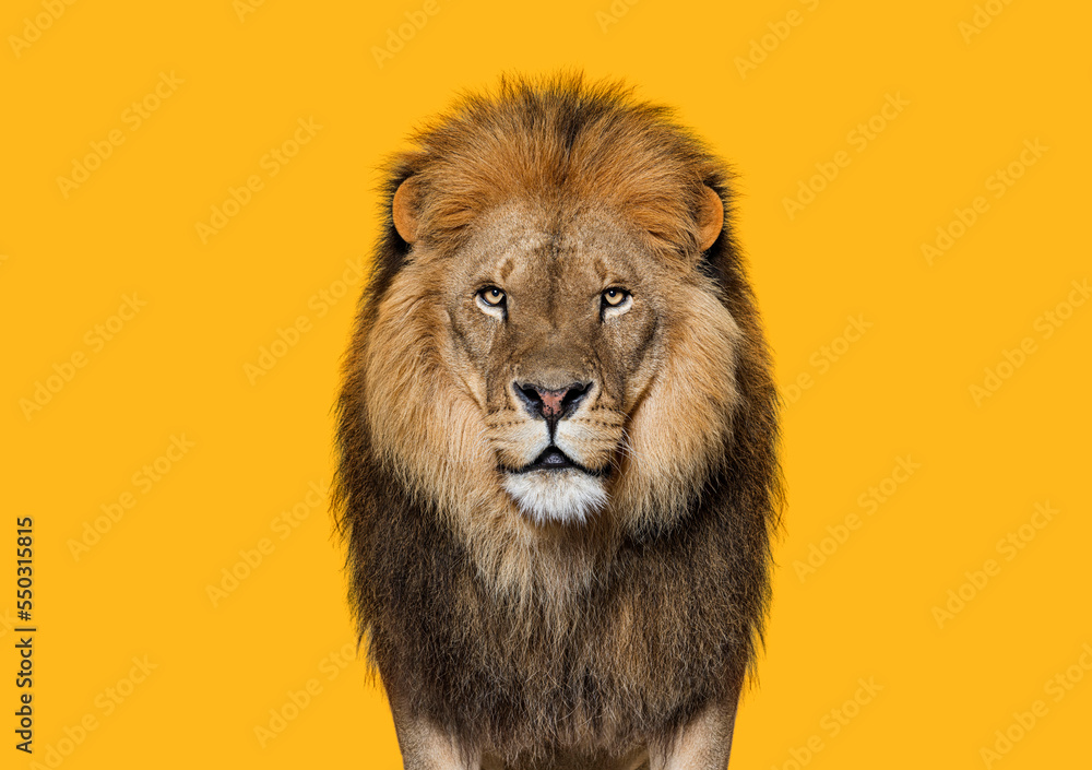 Fototapeta premium Portrait of a Male adult lion looking at the camera, Panthera leo against orange backgroung