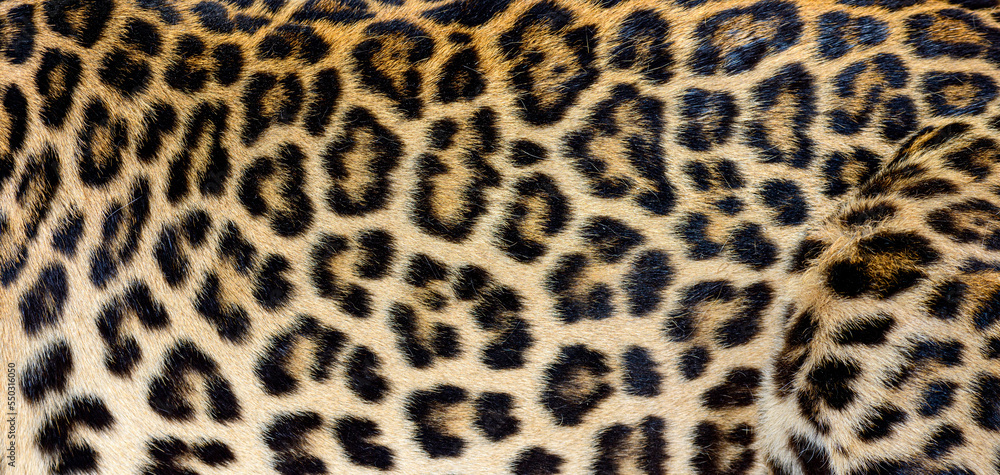 Close up of spotted Leopard fur texture Close up of spotted Leopard fur texture