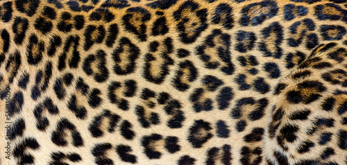 Close up of spotted Leopard fur texture