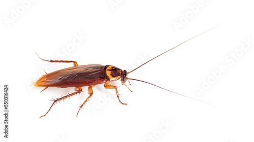 American cockroach, Periplaneta americana, isolated on white photo
