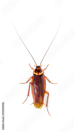 High view of a American cockroach, Periplaneta americana, isolated on white © Eric Isselée