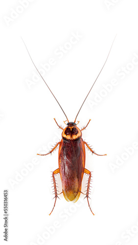 High view of a American cockroach, Periplaneta americana, isolated on white