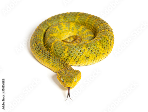 Leaf viper with its tongue out, Atheris squamigera, isolated on white