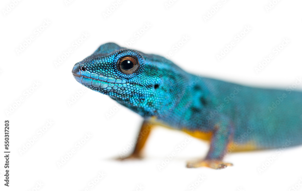 Naklejka premium Portrait of Electric blue gecko head, Lygodactylus williamsi, isolated on white