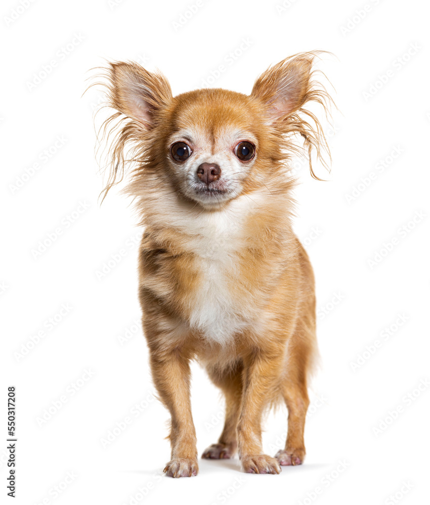 Ten years old Chihuahua dog isolated on white Ten years old Chihuahua dog isolated on white