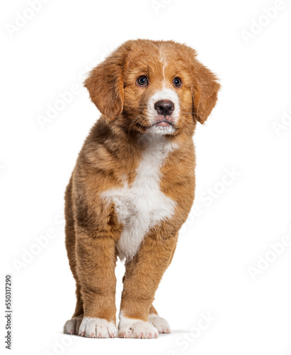 Ten weeks old Nova Scotia duck tolling retriever puppy, isolated on white