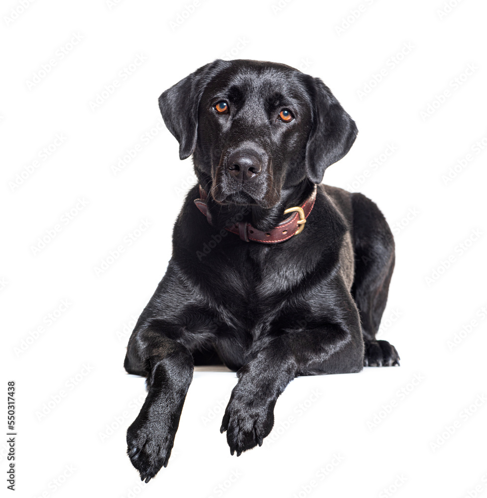 Black Labrador Retriever isolated on white Black Labrador Retriever isolated on white