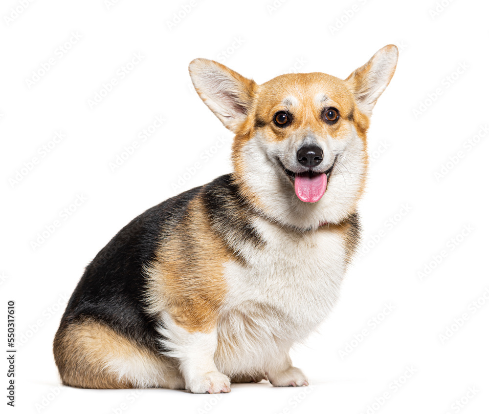 Welsh Corgi Pembroke dog wearing a collar sitting and panting, isolated on white Welsh Corgi Pembroke dog wearing a collar sitting and panting, isolated on white