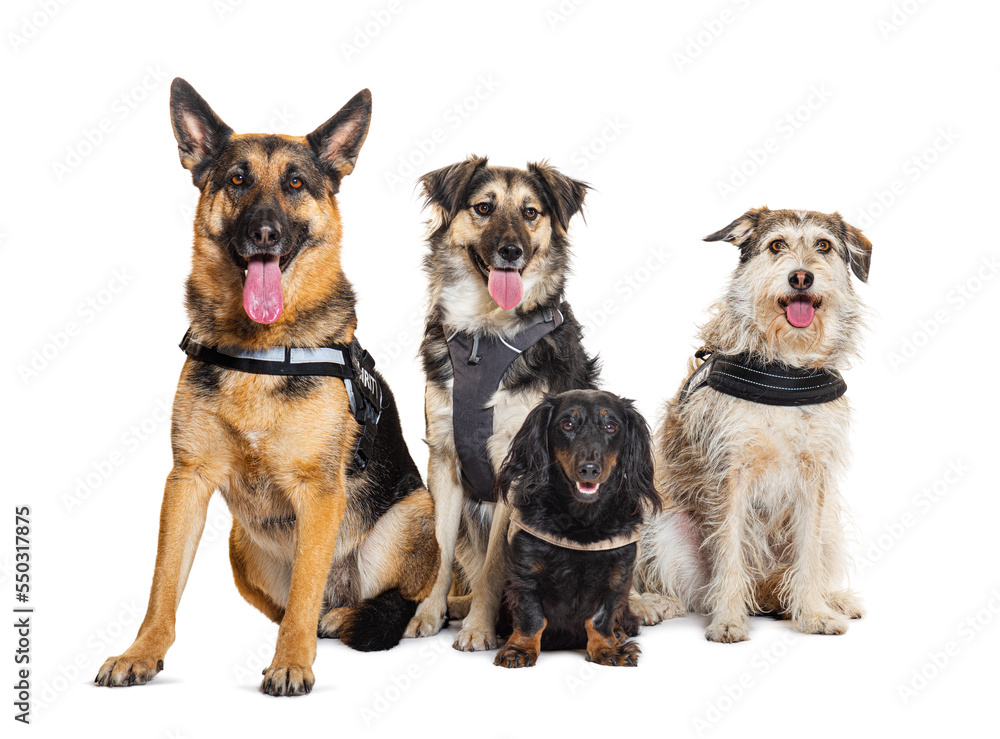 Group of dogs sitting together, isolated on white