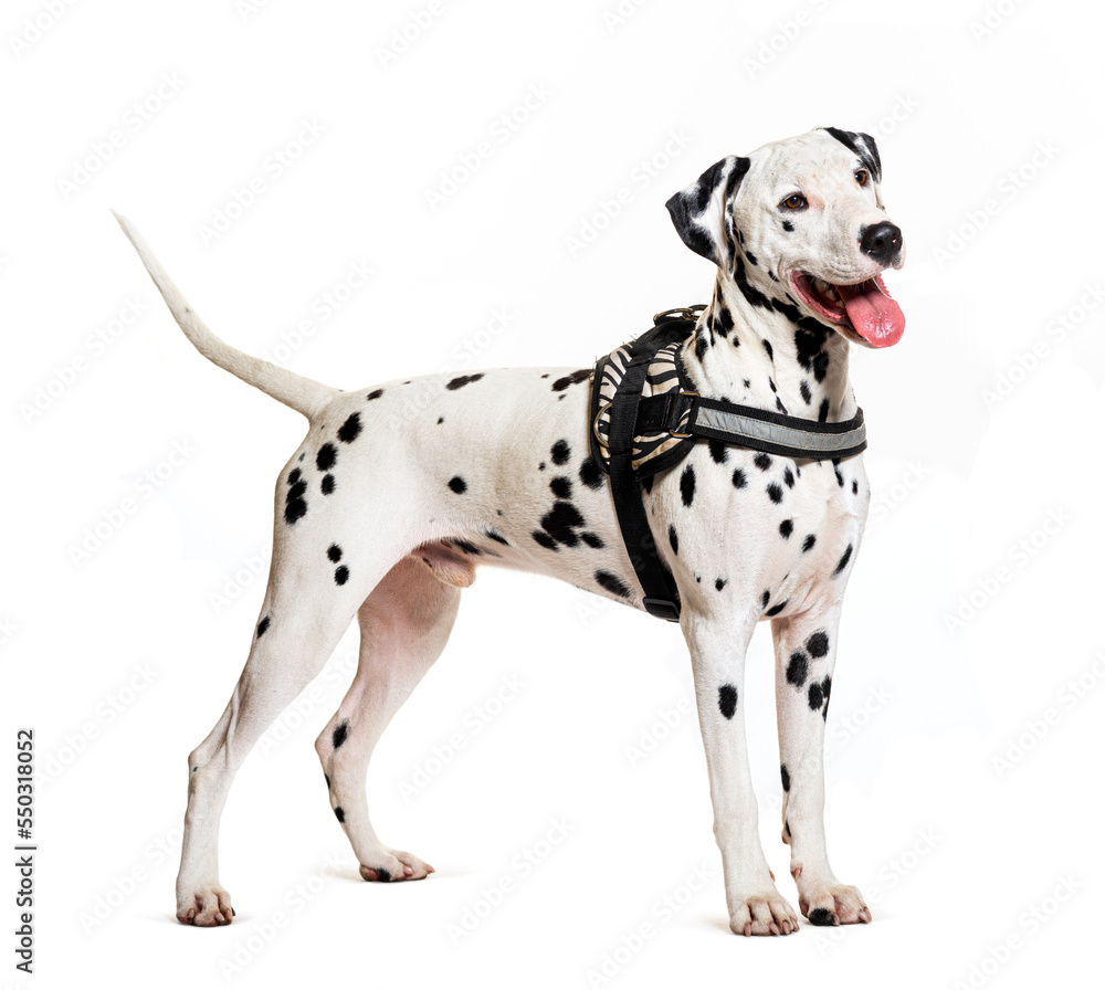Dalmatian dog with harness, isolated on white