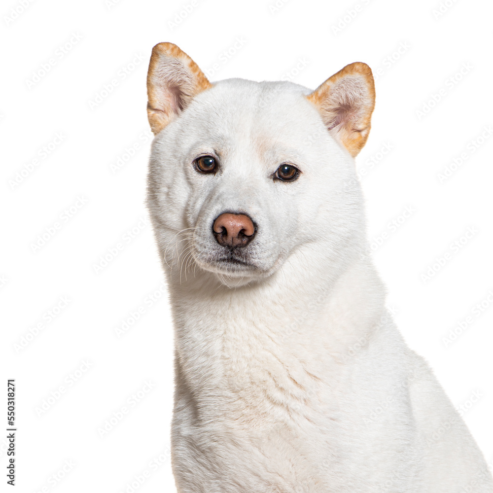 White Shiba inu, isolated on white White Shiba inu, isolated on white