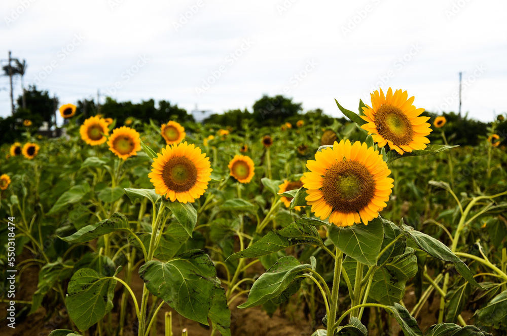 Obraz premium helianthus sunflower in the garden