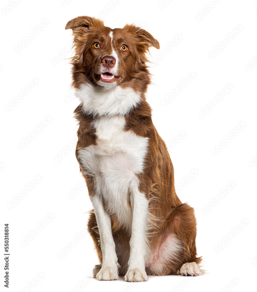 Brown and white Border collie dog, sitting, isolated on white