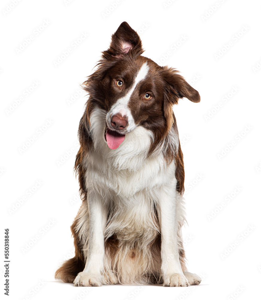 brown and white panting border collie dog looking at the camera, isolated on white brown and white panting border collie dog looking at the camera, isolated on white
