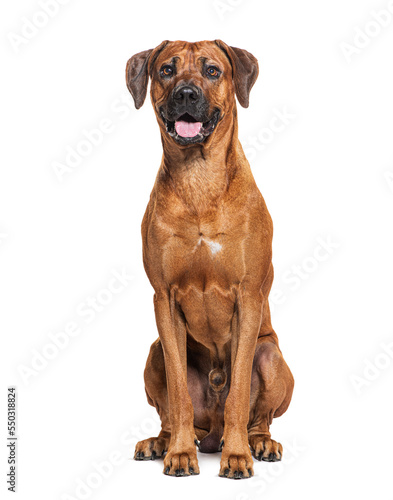 Sitting Rhodesian ridgeback dog panting  isolated on white