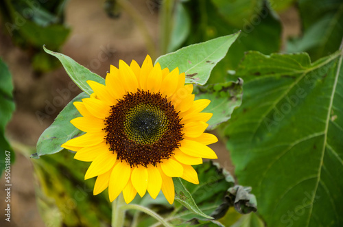helianthus sunflower in the garden