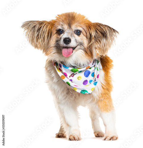 Shaggy Chiuahua dog wearing a fun colored scarf, isolated on white photo