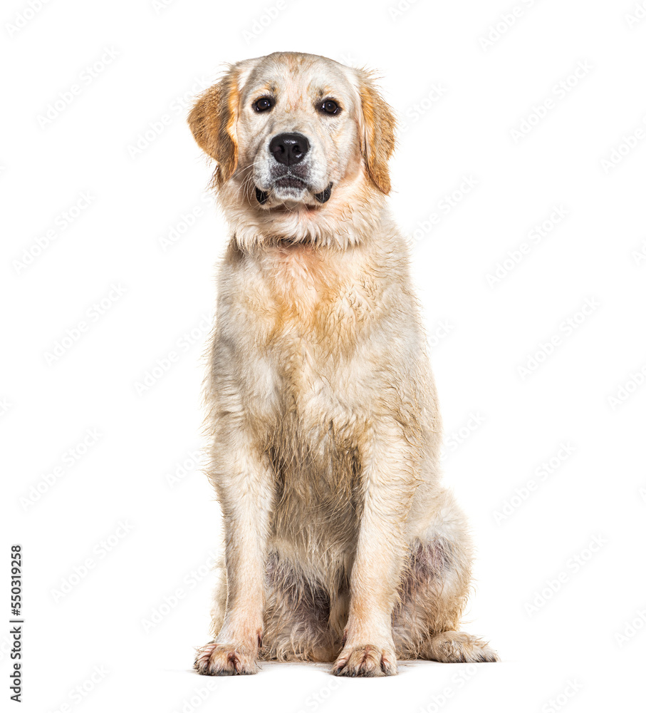 Portrait of a wet Golden retriever wearing a collar dog, isolated on white Portrait of a wet Golden retriever wearing a collar dog, isolated on white