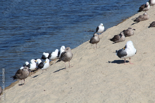 birds on sand, Santa Barbara, California