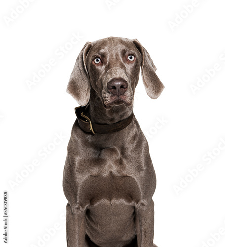 Weimaraner dog wearing collar, isolated on white