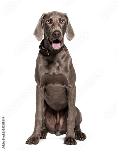 Weimaraner dog wearing collar, isolated on white © Eric Isselée