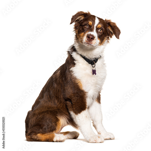 Red tricolor australian shepherd wearing collar with medal