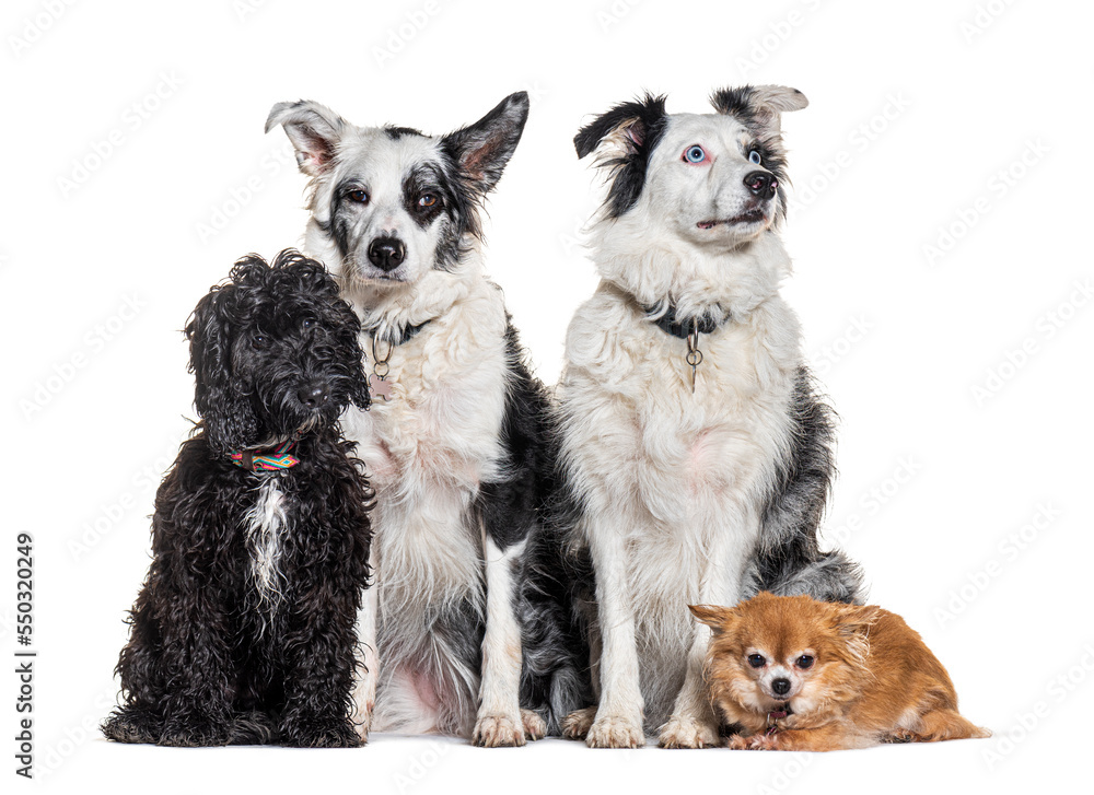 four dogs togetherwith collar and harness,  in front of a white background