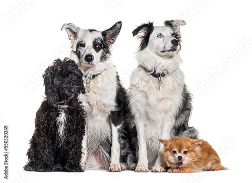 four dogs togetherwith collar and harness, in front of a white background