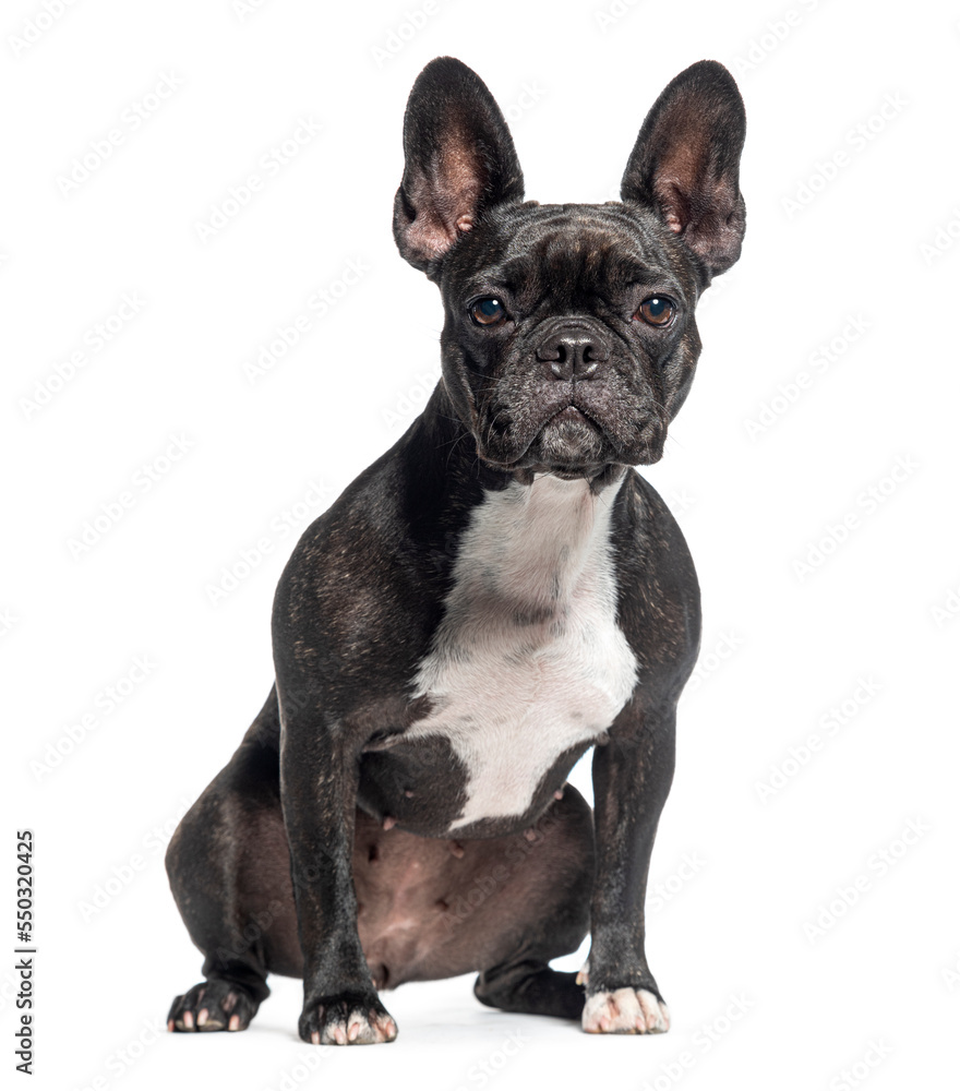 Sitting and looking at camera Black French bulldog, isolated on white