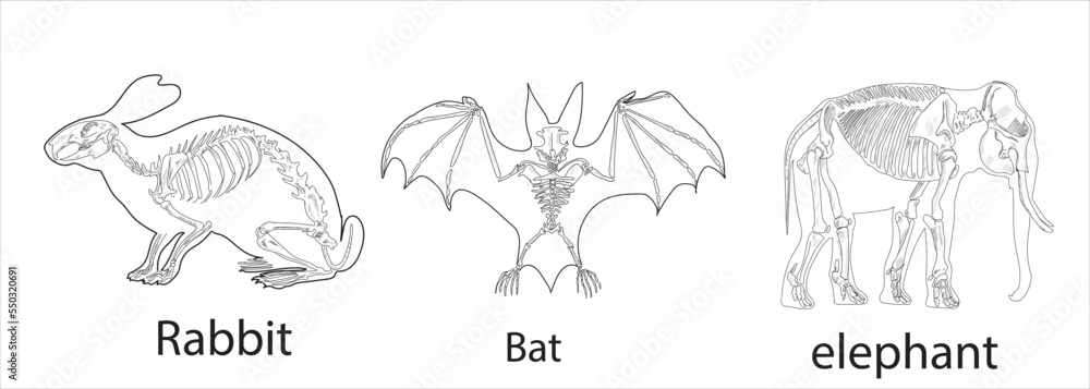 Elephant Rabbit Bat Elephant, Bat, Rabbit skeletal systems on a white background sketch ...