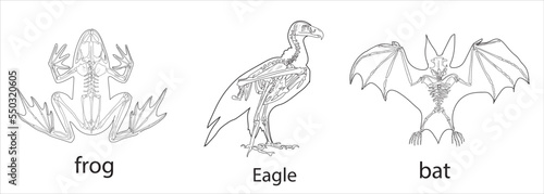 Frog, Eagle, Bat skeletal systems on a white background sketch hand drawing vector illustration