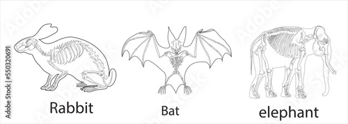 Elephant, Bat, Rabbit skeletal systems on a white background sketch hand drawing vector illustration