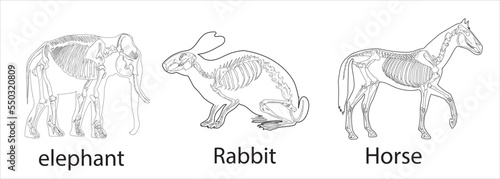 Elephant, Horse, Rabbit skeletal systems on a white background sketch hand drawing vector illustration