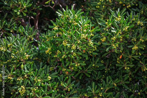 green leaves background