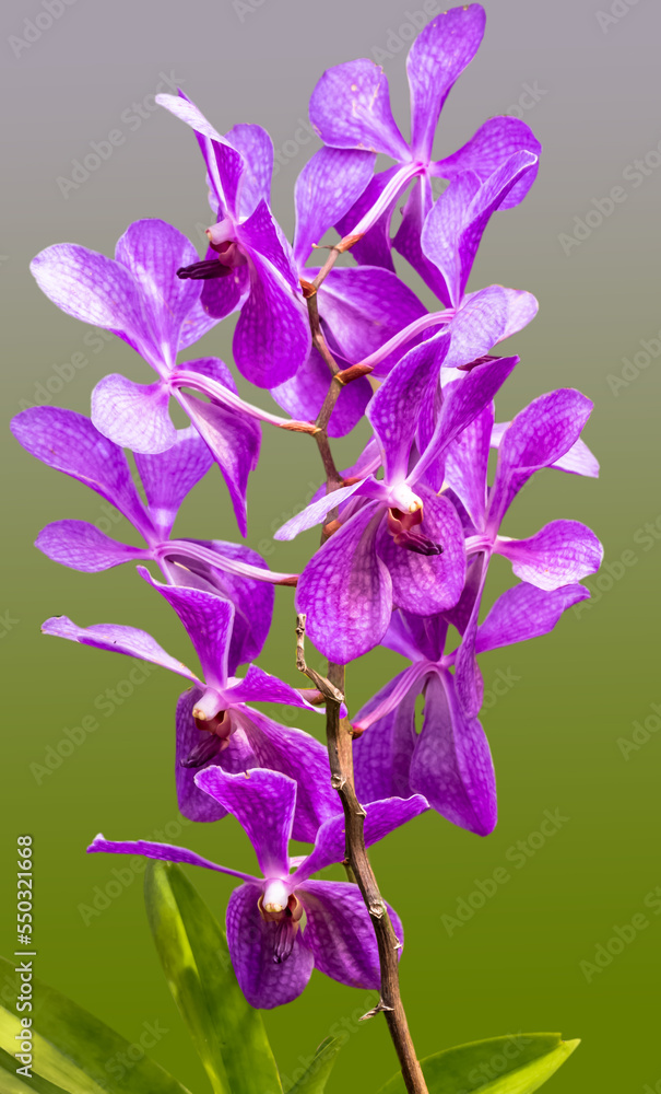 Orchidée vanda pourpre 