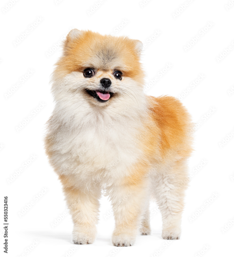 Standing Pomeranian dog panting, isolated on white