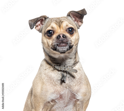 head shot of a Crossbreed dog between chihuahua and pug